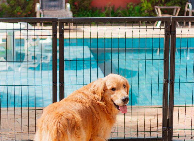 Pose de garde corps de piscine à Bourgoin Jallieu et en Isère